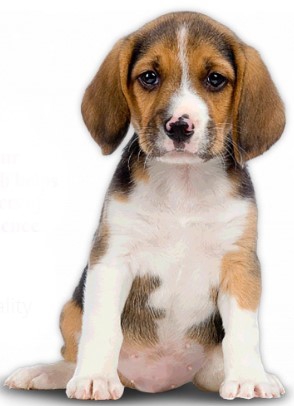 Friends Dog Show Friends Dog Show Event Image